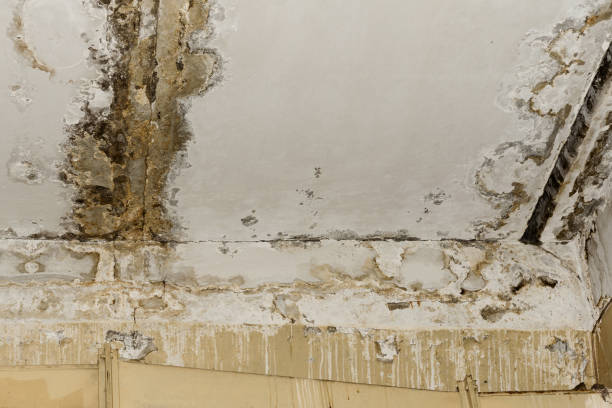 Mold Remediation for Rental Properties in Fairless Hills, PA