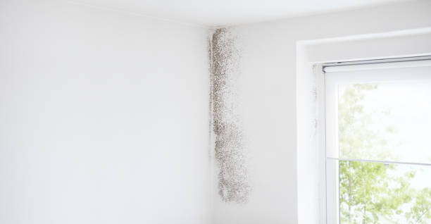 Best Mold Remediation for Rental Properties  in Fairless Hills, PA